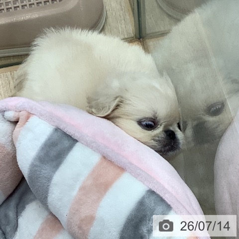 ペキニーズの写真