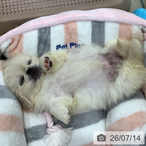 ペキニーズの写真