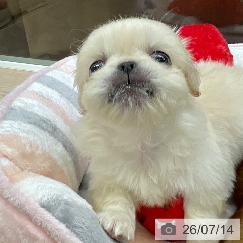 千葉県のペキニーズ (ペットプラス 幕張新都心店/2026年5月14日生まれ/女の子/ホワイト)の子犬の4枚目の画像