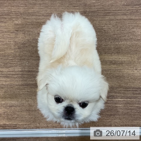 ペキニーズの写真