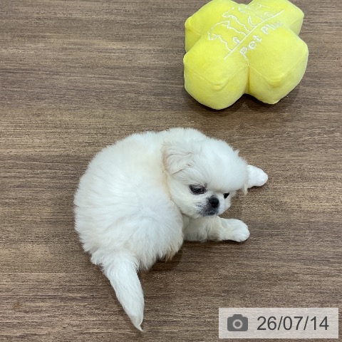 ペキニーズの写真