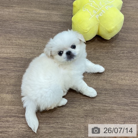 ペキニーズの写真