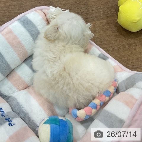 ペキニーズの写真