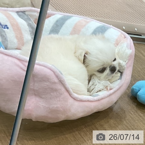 ペキニーズの写真