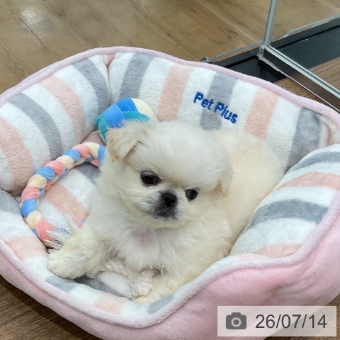 ペキニーズの写真