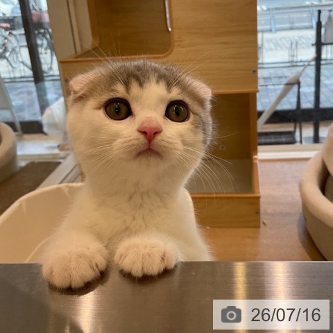千葉県のスコティッシュフォールド (ペットプラス コトエ流山おおたかの森店/2026年5月6日生まれ/女の子/ブルータビーホワイト)の子猫の4枚目の画像