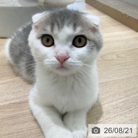 千葉県のスコティッシュフォールド (ペットプラス コトエ流山おおたかの森店/2026年5月6日生まれ/女の子/ブルータビーホワイト)の子猫の4枚目の画像