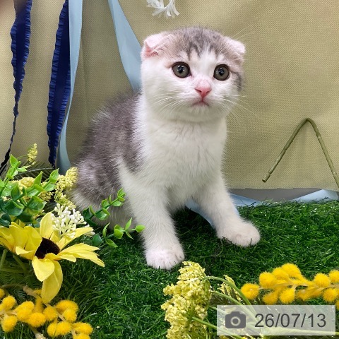 千葉県のスコティッシュフォールド (ペットプラス コトエ流山おおたかの森店/2026年5月6日生まれ/女の子/ブルータビーホワイト)の子猫の3枚目の画像