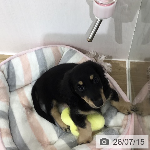 ミニチュア・ダックスフンドの写真