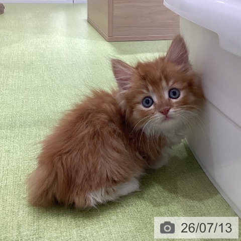 マンチカンの写真