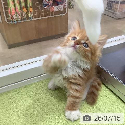 埼玉県のマンチカン (ペットプラス 羽生店/2026年5月14日生まれ/男の子/レッドタビーホワイト)の子猫の3枚目の画像