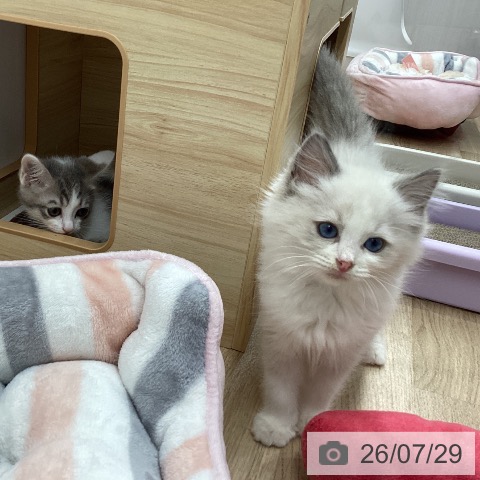 宮城県のラグドール (ペットプラス 名取店/2026年5月14日生まれ/男の子/ブルーポイントバイカラー)の子猫の4枚目の画像