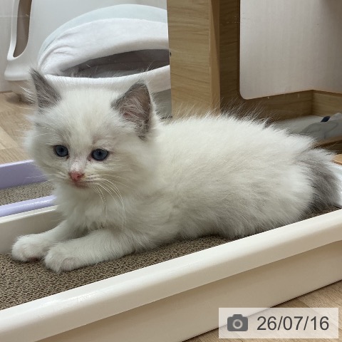 宮城県のラグドール (ペットプラス 名取店/2026年5月14日生まれ/男の子/ブルーポイントバイカラー)の子猫の3枚目の画像