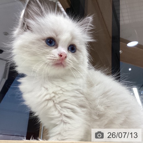 ラグドールの写真
