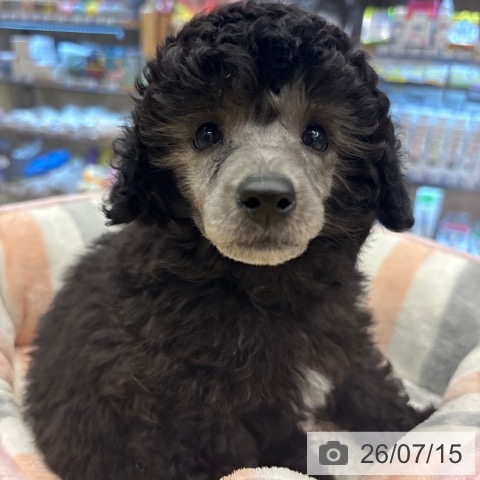 神奈川県のトイプードル(トイ) (ペットプラス 武蔵小杉店/2026年5月14日生まれ/男の子/シルバー)の子犬の4枚目の画像