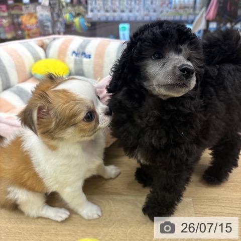 神奈川県のトイプードル(トイ) (ペットプラス 武蔵小杉店/2026年5月14日生まれ/男の子/シルバー)の子犬の3枚目の画像