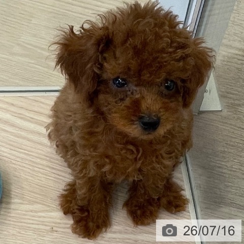 千葉県のトイプードル(トイ) (ペットプラス 幕張新都心店/2026年5月14日生まれ/男の子/レッド)の子犬の3枚目の画像