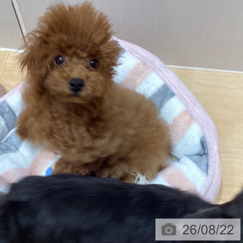 千葉県のトイプードル(トイ) (ペットプラス 成田店/2026年5月14日生まれ/男の子/レッド)の子犬の4枚目の画像
