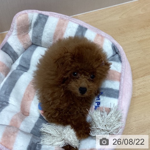 千葉県のトイプードル(トイ) (ペットプラス 成田店/2026年5月14日生まれ/男の子/レッド)の子犬の3枚目の画像