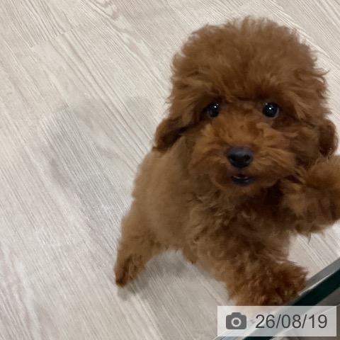埼玉県のトイプードル(トイ) (ペッツワン 新座店/2026年5月14日生まれ/女の子/レッド)の子犬の3枚目の画像