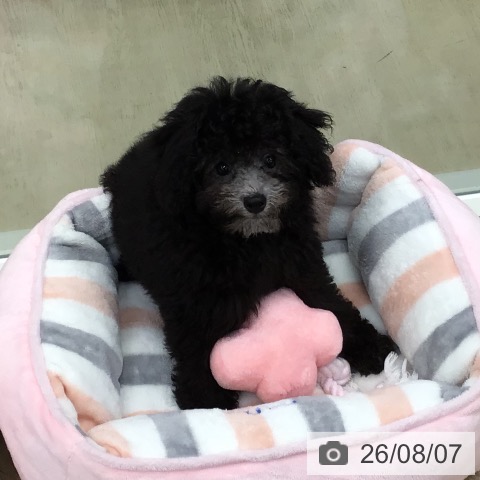 東京都のトイプードル(トイ) (ペットプラス 日の出店/2026年5月13日生まれ/男の子/シルバー)の子犬の3枚目の画像