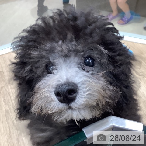東京都のトイプードル(トイ) (ペットプラス 日の出店/2026年5月13日生まれ/男の子/シルバー)の子犬の3枚目の画像