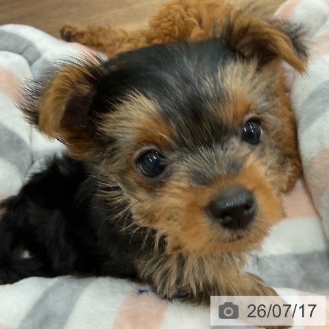 埼玉県のヨークシャーテリア (ペッツワン 吉川美南店/2026年5月15日生まれ/女の子/スチールブルータン)の子犬の3枚目の画像