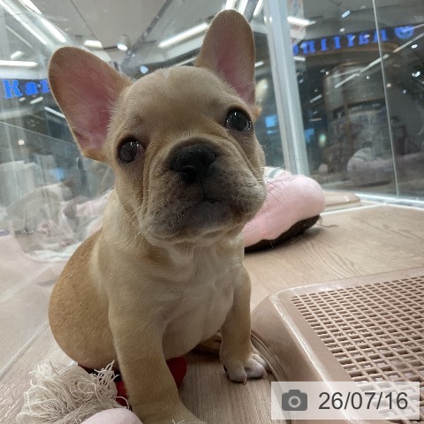 埼玉県のフレンチブルドッグ (ペットプラス 上尾店/2026年5月15日生まれ/男の子/クリーム)の子犬の4枚目の画像