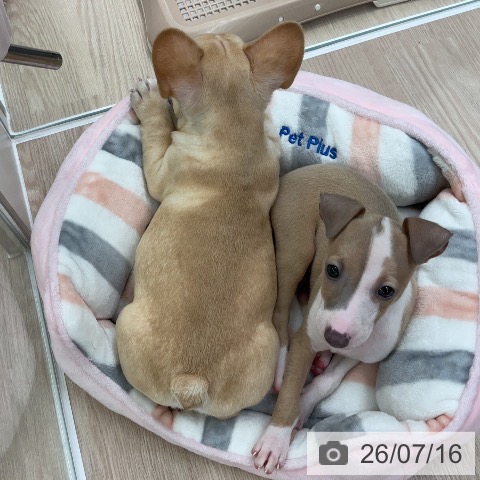 埼玉県のフレンチブルドッグ (ペットプラス 上尾店/2026年5月15日生まれ/男の子/クリーム)の子犬の3枚目の画像