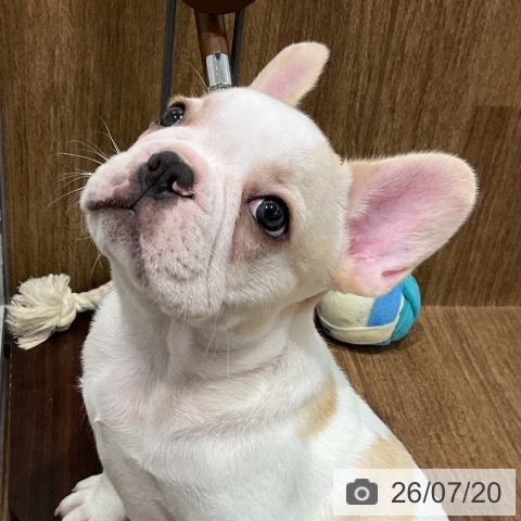 神奈川県のフレンチブルドッグ (ペッツワン 小田原店/2026年5月15日生まれ/男の子/パイド)の子犬の3枚目の画像