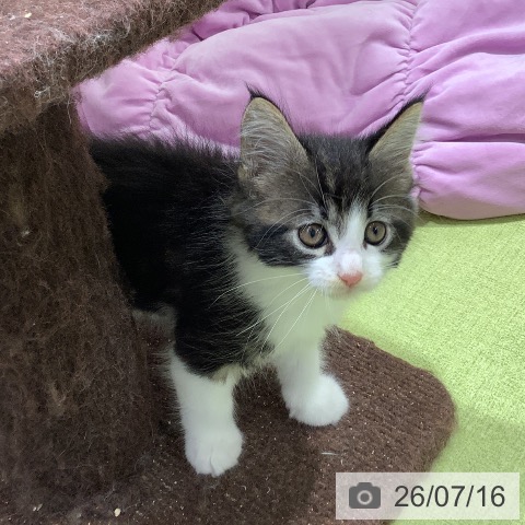 メインクーンの写真