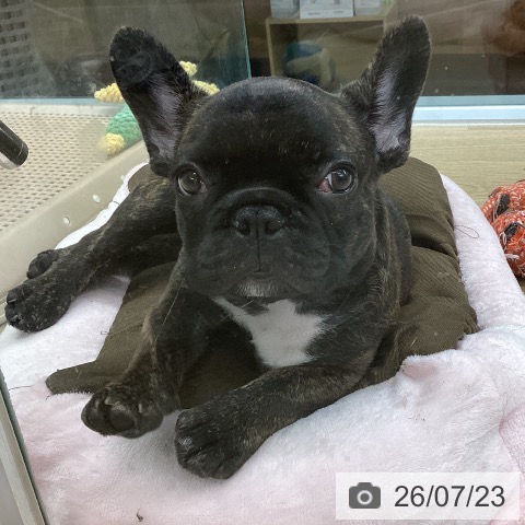 千葉県のフレンチブルドッグ (ペットプラス 船橋店/2026年5月15日生まれ/男の子/ブリンドル)の子犬の3枚目の画像