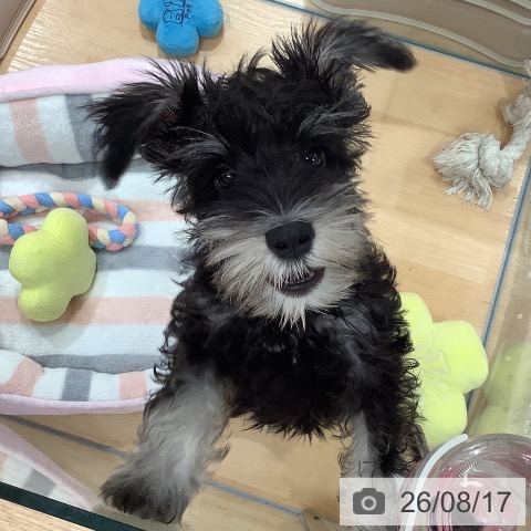 埼玉県のミニチュアシュナウザー (ペットプラス 羽生店/2026年5月15日生まれ/男の子/ブラックシルバー)の子犬の3枚目の画像