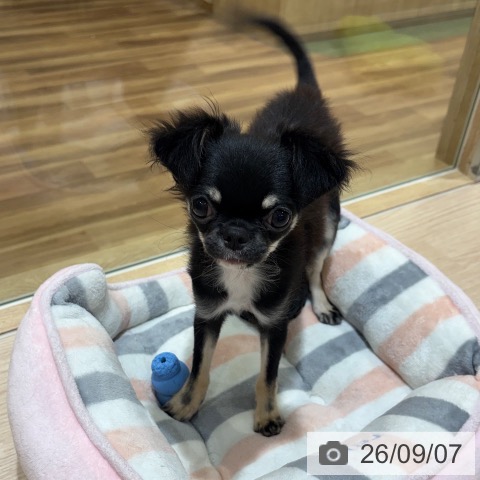 チワワの写真
