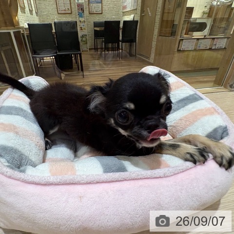 チワワの写真