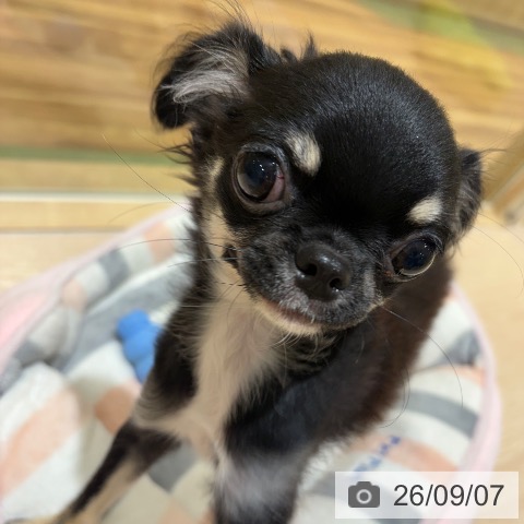 チワワの写真