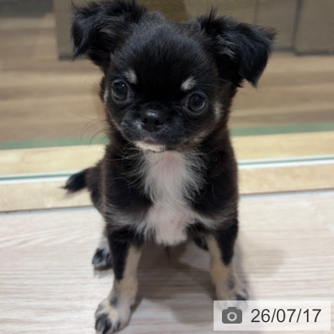 神奈川県のチワワ(ロング) (ペットプラス 川崎ルフロン店/2026年5月15日生まれ/男の子/ブラックタンホワイト)の子犬の4枚目の画像