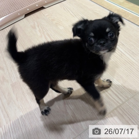 神奈川県のチワワ(ロング) (ペットプラス 川崎ルフロン店/2026年5月15日生まれ/男の子/ブラックタンホワイト)の子犬の3枚目の画像