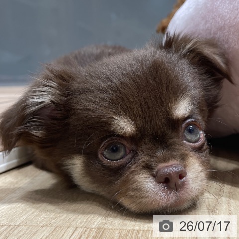 チワワの写真
