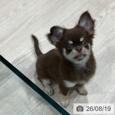 チワワの写真