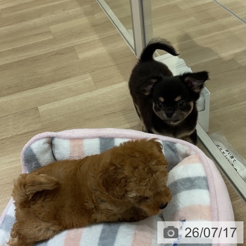 神奈川県のチワワ(ロング) (ペットプラス モザイクモール港北店/2026年5月15日生まれ/女の子/ブラックタンホワイト)の子犬の3枚目の画像