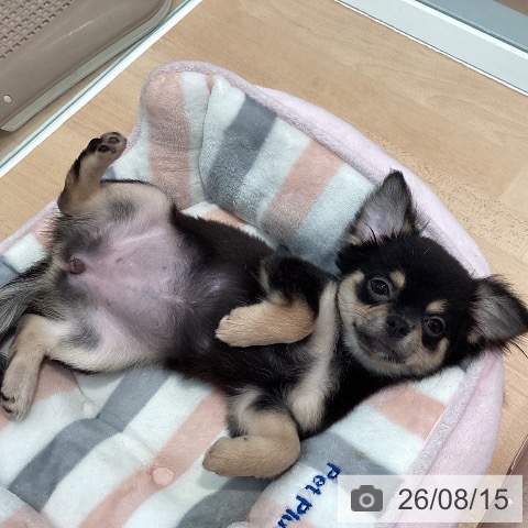 チワワの写真