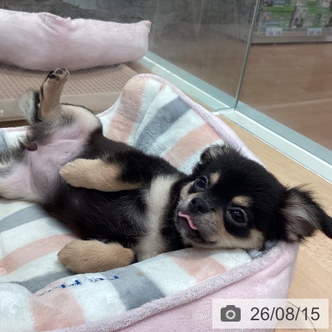 チワワの写真