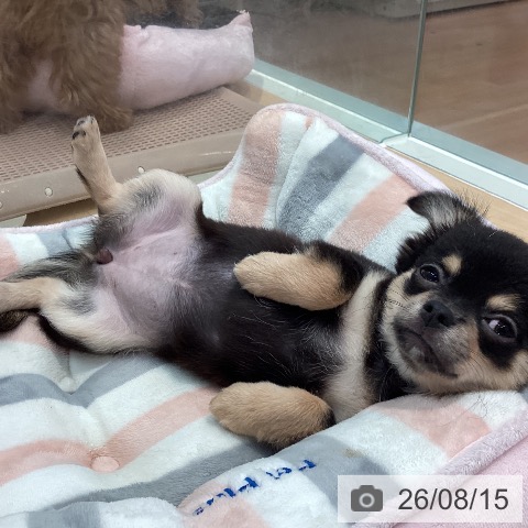 チワワの写真