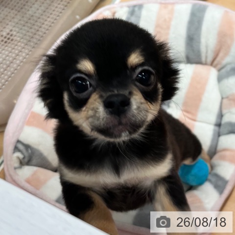 チワワの写真