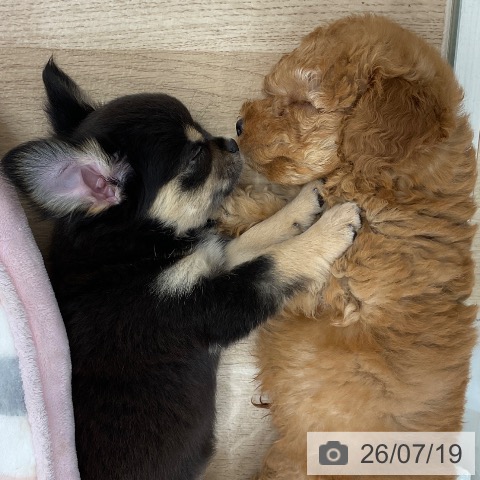 神奈川県のチワワ(ロング) (ペットプラス モザイクモール港北店/2026年5月15日生まれ/女の子/ブラックタンホワイト)の子犬の4枚目の画像