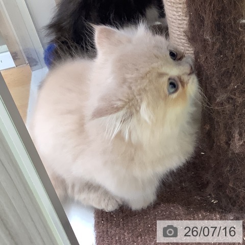 ミヌエットの写真