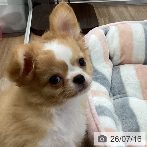 チワワの写真