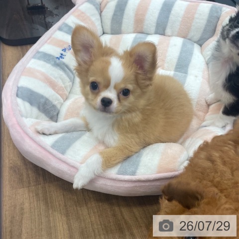 茨城県のチワワ(ロング) (ペッツワン つくば店/2026年5月15日生まれ/男の子/クリームホワイト)の子犬の4枚目の画像
