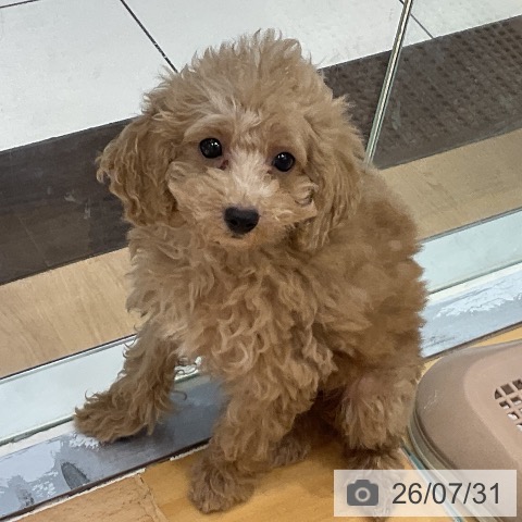 埼玉県のトイプードル(トイ) (ペットプラス 与野店/2026年5月16日生まれ/女の子/アプリコット)の子犬の3枚目の画像